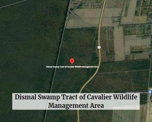 Dismal Swamp Tract of Cavalier Wildlife Management Area