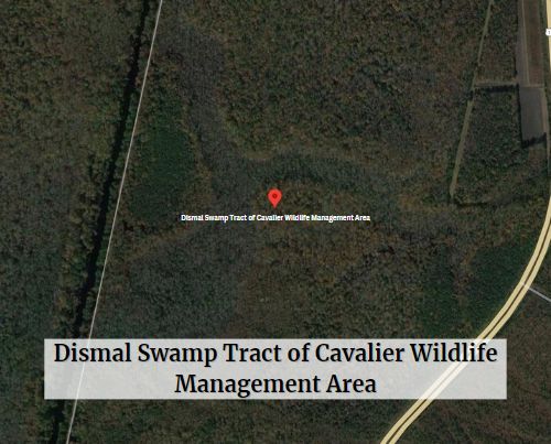 Dismal Swamp Tract of Cavalier Wildlife Management Area